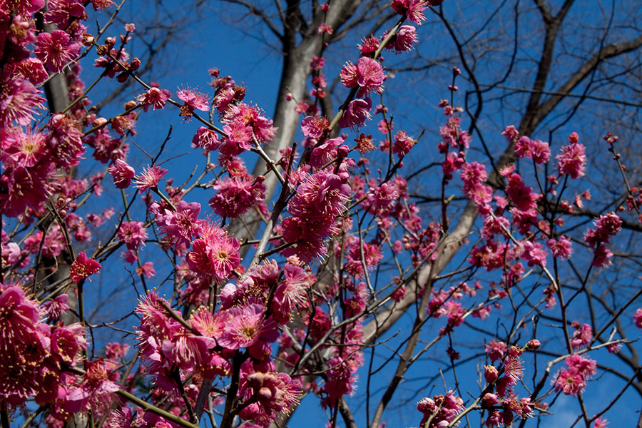 Koishikawa Korakuen Gardens