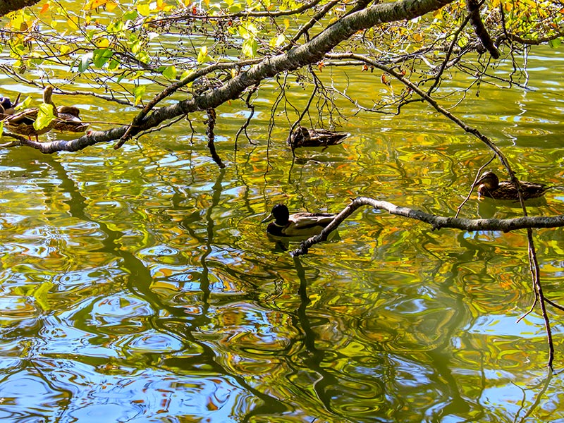 Дендропарк Софіївка в Умані