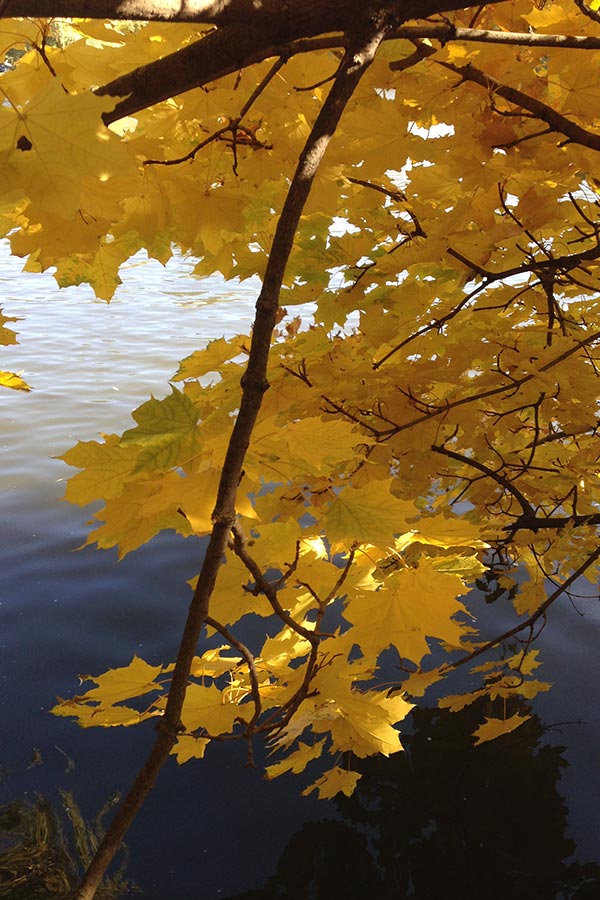 Дендропарк Софіївка в Умані