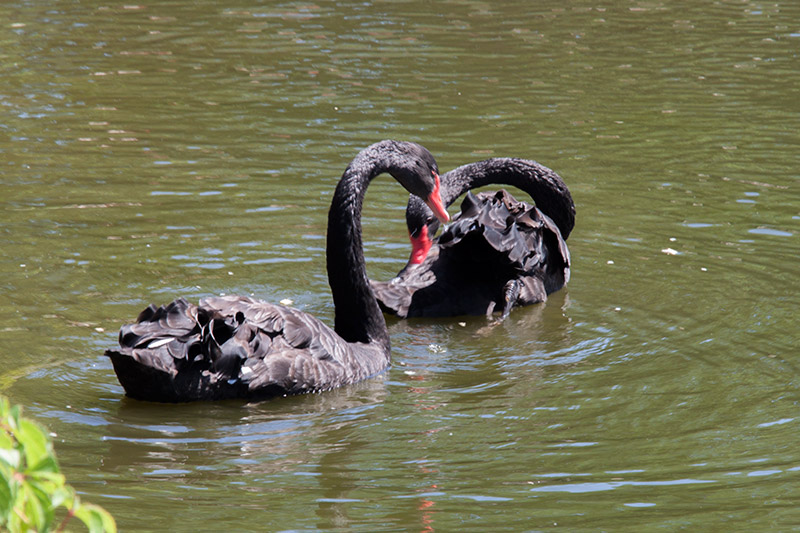 Черные лебеди