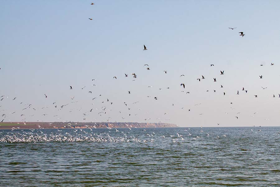 Чайки на море